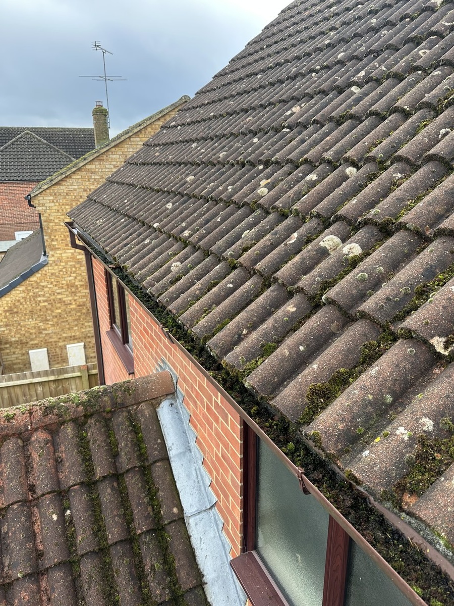 Roof before moss removal with heavy moss and lichen growth